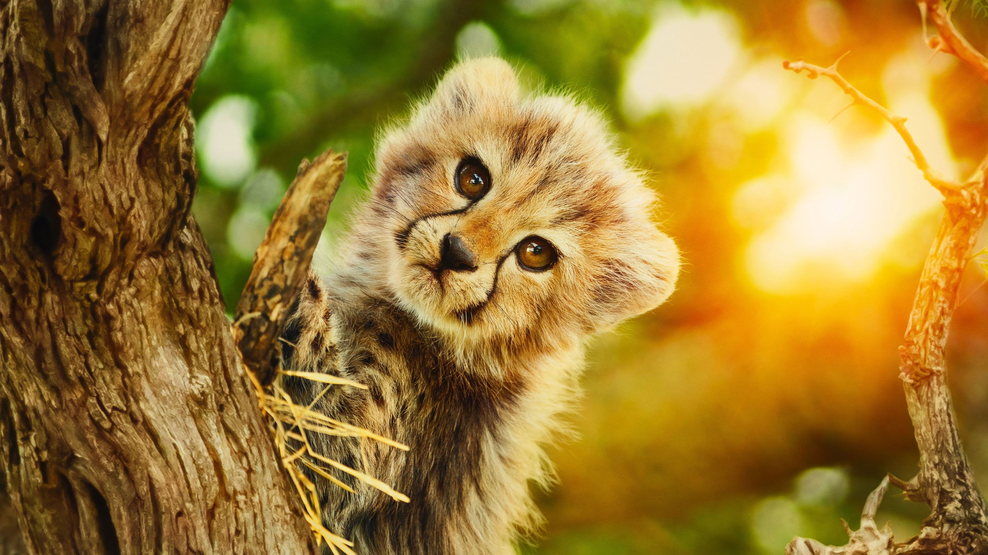 Selvagens por Natureza