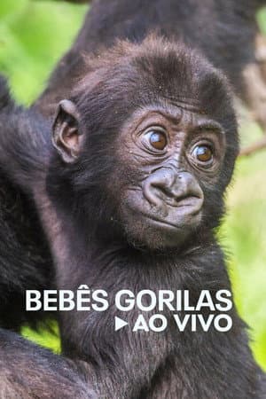 Bebês Gorilas Ao Vivo